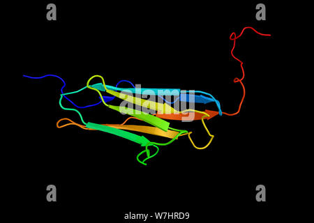 La kinase des chaînes légères de myosine, muscle lisse, une enzyme qui phosphoryle des chaînes légères de la réglementation de la myosine pour faciliter l'interaction de la myosine et l'actine fi Banque D'Images