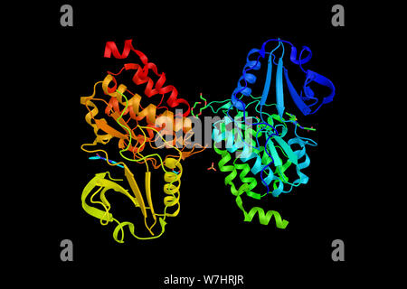 La kinase des chaînes légères de myosine 4, une enzyme impliquée dans la phosphorylation de la protéine acide aminé. Le rendu 3d. Banque D'Images