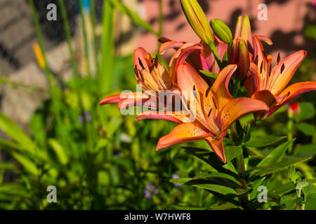 L.A. Royal Sunset hybride. Rose-orange-jaune fleurs de lis (Lilium Royal Sunset) Banque D'Images