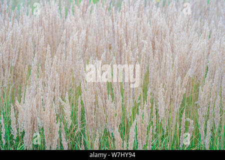 La texture de couleur pastel et luxuriante épais panicules contre l'herbe verte de la pelouse. La texture, l'arrière-plan Banque D'Images