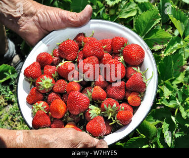 Close-up of fresh fraise mûre après la récolte dans les mains du jardinier Banque D'Images