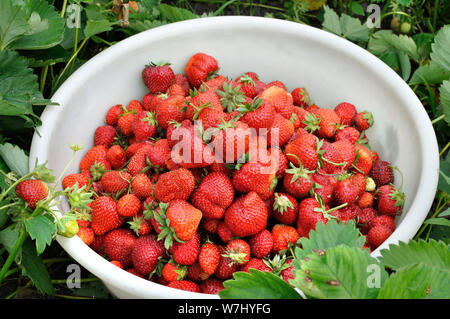 Close-up of fresh fraise mûre après la récolte dans le jardin Banque D'Images