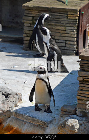 Pingouins africains dans le boîtier penguine à Skegness Natureland Seal Sanctuary, Lincolnshire, Royaume-Uni Banque D'Images