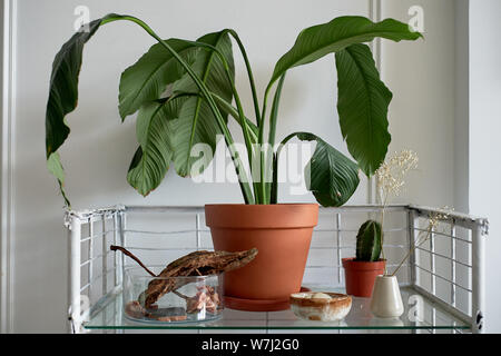 Publier dans la mer intérieur lumineux de la pièce. Publier dans un bocal en verre transparent.Cactus et plante sur l'étagère. Banque D'Images