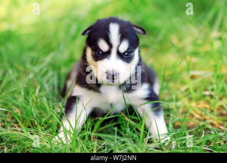 Chiot Husky Sibérien sur une herbe verte. Banque D'Images