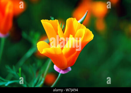 Quelle incroyable affichage des coquelicots de Californie à Walker Lake Elsinore en Canyon Banque D'Images