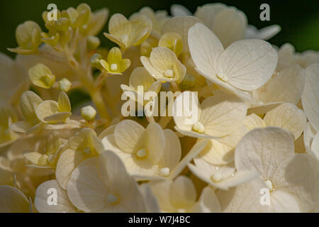 Détails de fleurs d'hortensia vert et blanc avec des gouttes de pluie Banque D'Images