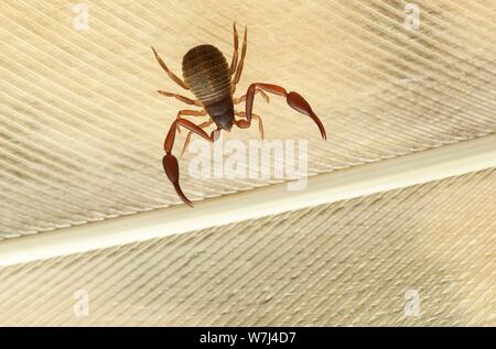 Pseudoscorpion (chelifer avaient cancroides) fonctionne sur un ressort de l'hibou moyen-duc, Allemagne Banque D'Images