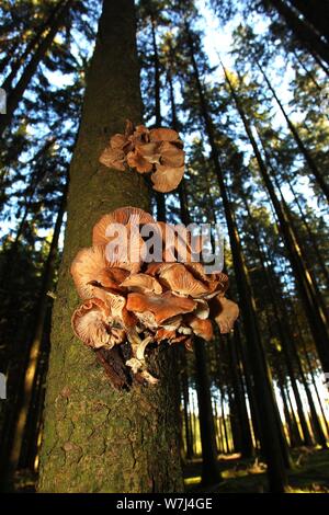 Solidipes l'armillaire (Armillaria ostoyae) pousse sur des malades epicéa (Picea abies), Allgau, Bavière, Allemagne Banque D'Images