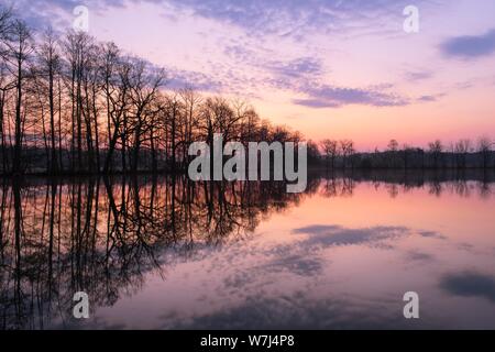 Arbres se reflétant dans l'eau, l'aube à un étang, Heide et réserve de biosphère Oberlausitzer étang paysage, Allemagne Banque D'Images