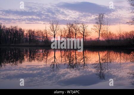Arbres se reflétant dans l'eau, l'aube à un étang, Heide et réserve de biosphère Oberlausitzer étang paysage, Allemagne Banque D'Images