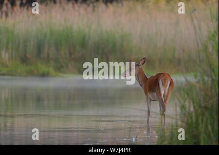 Vache Red Deer (Cervus elaphus), Lobau, Basse Autriche, Autriche Banque D'Images