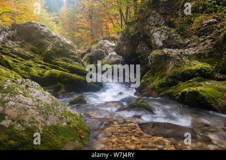 Flux flux Mostnica montagne dans une gorge étroite, gorge de Mostnica, près de Stara Fuzina, Slovénie Banque D'Images