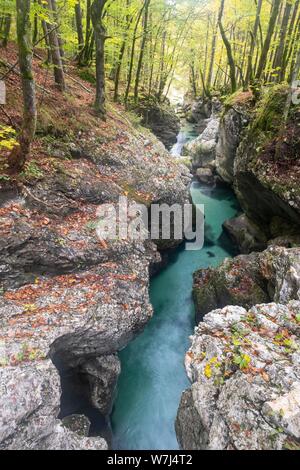 Ruisseau de montagne Mostnica coule dans une gorge étroite, vue dans la gorge de Mostnica, près de Stara Fuzina, Slovénie Banque D'Images