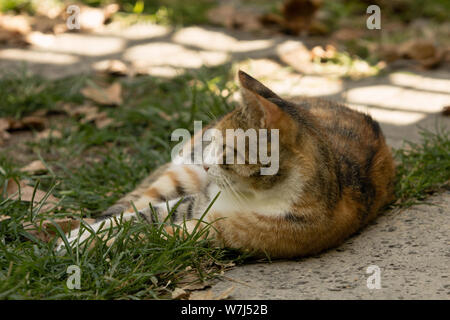 Un errant chat calico couchée sur le côté, sur l'herbe, regarde à gauche dans un chemin plutôt ignorants. Image chaude en raison de soleil de l'été et de nuances. Banque D'Images