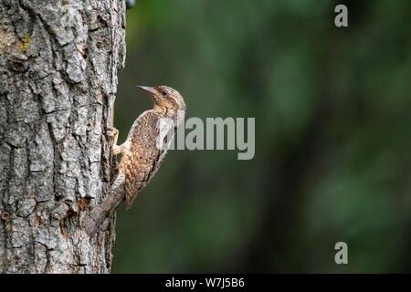 Fourmilier eurasien (Jynx torquilla) en face de l'orifice de ponte en tronc d'arbre, Hongrie Banque D'Images