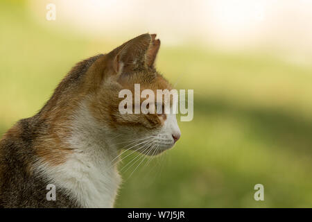 Portrait de profil y compris de cou, d'épaule et de la tête d'un gentil chat calico errants avec une oreille peu, regardant à gauche. Bokeh vert solide fournissant copie Banque D'Images