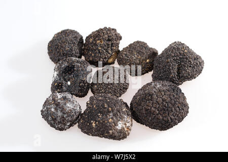 Truffes noires isolé sur un fond blanc. Banque D'Images