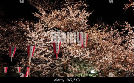 Des lanternes en papier accroché dans blossoming cherry trees at night, cerisiers en fleurs au printemps, Hanami Fest, le parc Ueno, Taito City, Tokyo, Japon Banque D'Images