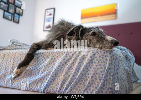 Un Greyhound noir reposant au lit dans une chambre Banque D'Images