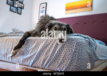 Un Greyhound noir reposant au lit dans une chambre Banque D'Images