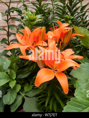 Lys hybride asiatique orange avec bourgeons dans border défini dans un contexte de feuilles vertes a 1a) sous-division lily avec fleurs orienté vers le haut Banque D'Images