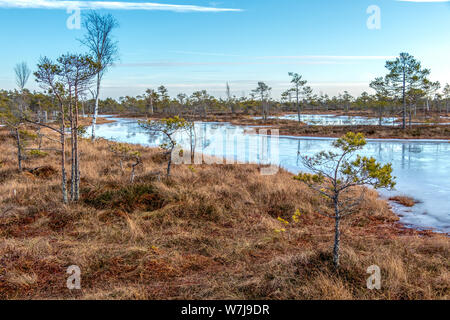 Nature Paysage avec marais glacé frosty avec sol, de la glace sur le lac de marais et la végétation des tourbières pauvres - froid Moor et de couleur d'automne de la flore de la tourbe d'hiver b Banque D'Images