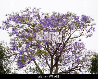 L'arbre Jacaranda subtropicales vu en fleurs en été dans un jardin de la banlieue verdoyante de Beldon, au nord de Perth, Australie occidentale. Banque D'Images