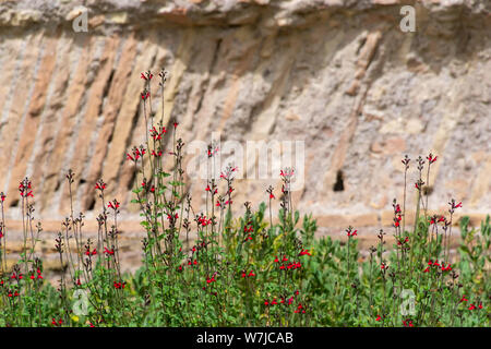 Floraison écarlate royal sage salvia x jamensis bumble ou Reve Rouge qui fleurit en Italie dans l'été. Banque D'Images