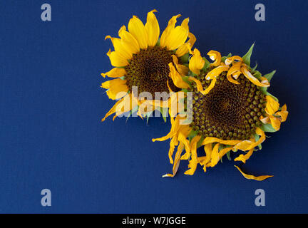 Deux tournesols à la fin de leur cycle de floraison. Banque D'Images