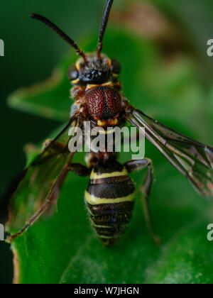 Petite-abeille guêpe comme de la Nomada genre, kleptoparasitoid d'autres abeilles, vu dans un jardin tropical au Brésil Banque D'Images