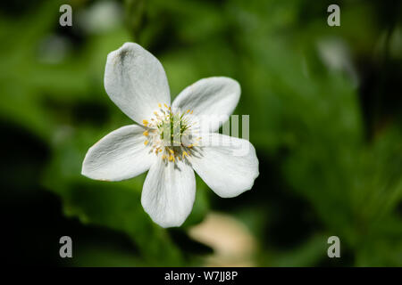 Fleurs blanches dans le fond vert Banque D'Images