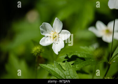 Fleurs blanches dans le fond vert Banque D'Images