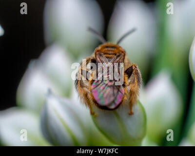 Abeilles sauvages assis sur une fleur blanche dans un jardin tropical du Brésil Banque D'Images