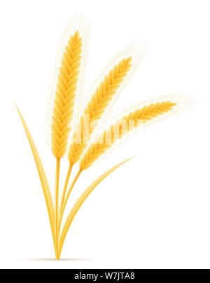 Les épis de blé mûrs jaune vector illustration d'épillets isolé sur fond blanc Illustration de Vecteur