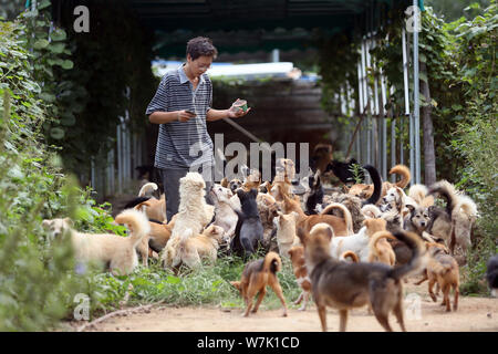 L'homme chinois Zhou Yusong rss chiens errants qu'il a adoptée à la base de la protection des animaux dans la ville de Zhengzhou, province du Henan en Chine centrale, 14 Septembre 2017 Banque D'Images