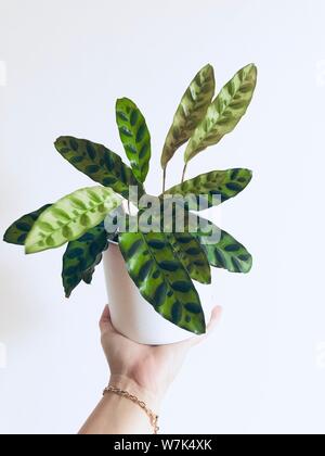 Calathea Lancifolia plante feuilles longues vert avec des bandes sur fond blanc holding plant Banque D'Images