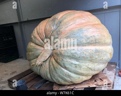 Une citrouille géante dans une malle immense pumpkin de récolte d'automne, la culture des légumes et l'agriculture Banque D'Images