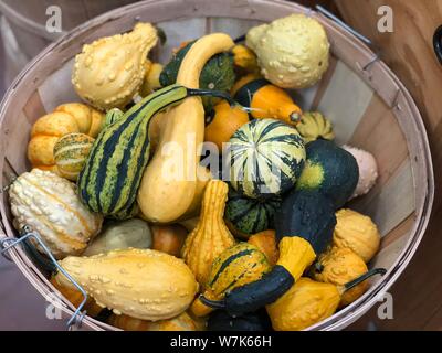 Décoration colorée mini potirons et gourd changement des saisons automne automne arrière-plan d'action de grâce Banque D'Images