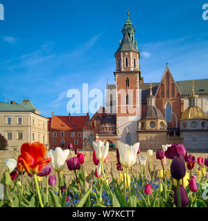 Cracovie, tulipes en face du château de Wawel, composition carrée Banque D'Images