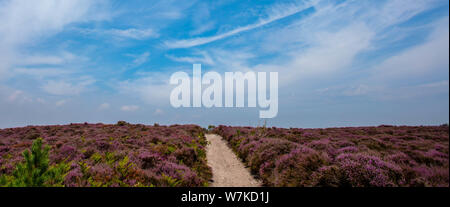 The Purple Heather sur Dunwich Heath UK Suffolk Banque D'Images