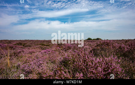 The Purple Heather sur Dunwich Heath UK Suffolk Banque D'Images