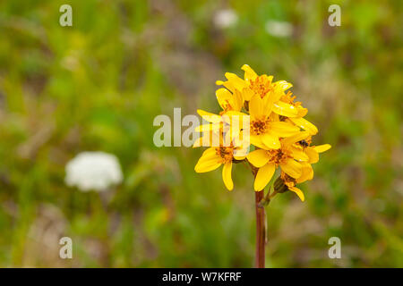 Close up of yellow champs de fleurs avec vue sur la montagne dans l'arrière-plan lointain. Banque D'Images