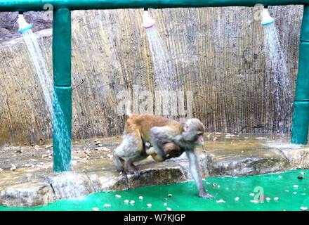 Les macaques sauvages prenez des douches sous l'eau des tuyaux pour vous rafraîchir par une chaude journée à Jiyuan ville, province du Henan en Chine centrale, 3 août 2017. Des centaines Banque D'Images