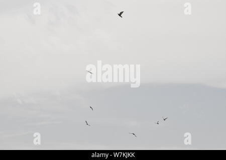 Beaux PIGEONS VOLENT DANS LE CIEL Banque D'Images