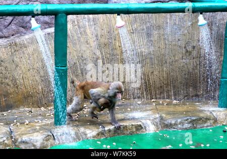 Les macaques sauvages prenez des douches sous l'eau des tuyaux pour vous rafraîchir par une chaude journée à Jiyuan ville, province du Henan en Chine centrale, 3 août 2017. Des centaines Banque D'Images