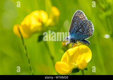 Papillon bleu commun percher sur la trèfles Banque D'Images