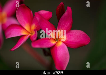 Les fleurs rouges de Plumeria rubra plant close-up à la lumière naturelle. La Thaïlande. Banque D'Images
