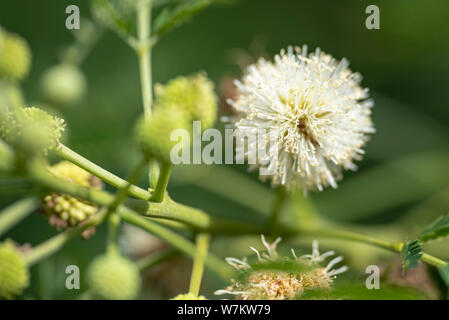 L'usine de fleurs Mimosa aculeaticarpa close-up à la lumière naturelle. La Thaïlande. Banque D'Images