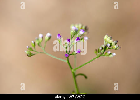 Libre de petites fleurs violettes de Vernonia plante. La Thaïlande. Banque D'Images